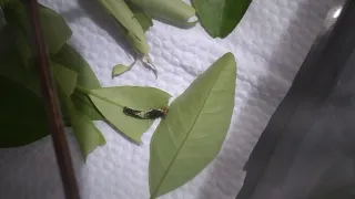 How to take care of a caterpillar!