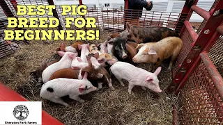 Best Pig Breed? - THIS May Surprise You!