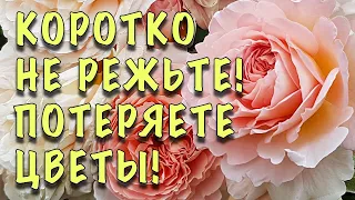 НЕ РЕЖЬТЕ СИЛЬНО! ЛИШИТЕСЬ ЦВЕТОВ! Как ПРАВИЛЬНО обрезать АНГЛИЙСКИЕ РОЗЫ весной