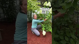 How To Prune Your Hydrangeas To Avoid Drooping