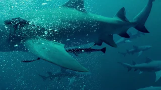 Sharkwater Extinction Rob Stewart Surrounded by Sharks