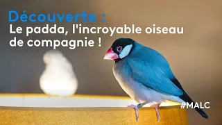 Découverte : le padda, l'incroyable oiseau de compagnie !