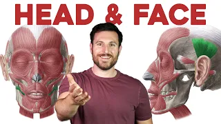 How to Remember Every Muscle in the Head and Face | Corporis