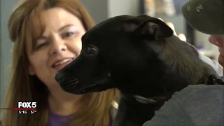 Dog recovering after head and neck covered in duct tape