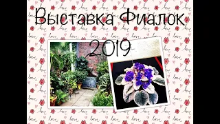 Выставка Фиалок/African violet Show in Boylston MA USA