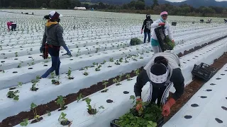 Así se hace un plantío de fresas en Aranza Michoacán, Cotidiano399.