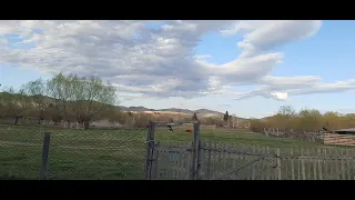 21-22.04.24. Алтайские соловьиные трели. Посевная и посадочная на огороде. Корневая у рассады.
