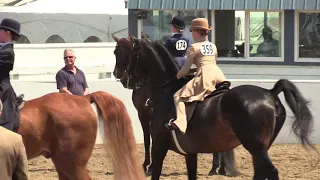 New England Morgan Horse Show 2019 - Back174 - Class 137