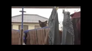 топ 5 Смешные падение кошек. Видео подборка. funny cats