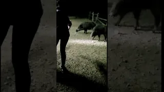 Guarros JABALÍES 🐗🐗 Cenando en el merendero de las Minas del Horcajo