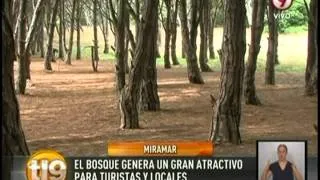 El misterioso bosque energético de Miramar