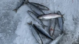Чивыркуйский  залив, ловля омуля с супругой, на глубине 74м, нашли огромную стаю рыбы 🎣⛰️❄️