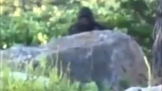 The Independence Day Bigfoot Video