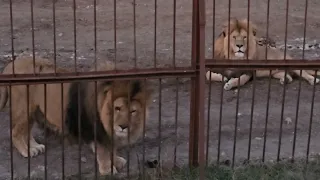 ❤️Лев МАРСЕЛЬ узнал старого ДРУГА и пришёл рассказать о жизни.  #animals #lions