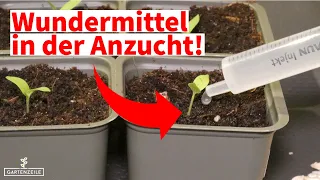 Unterschätztes Hausmittel - natürlicher Dünger für kräftiges Wachstum deiner Anzucht!