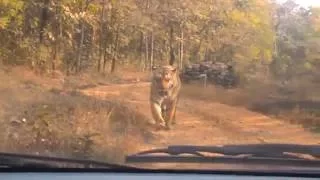 Tiger Safari near Nagpur - Jay, the massive tiger at Karhandla National Park, Umred