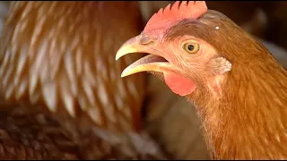 Globo Rural: Como criar galinhas caipiras/capoeira corretamente