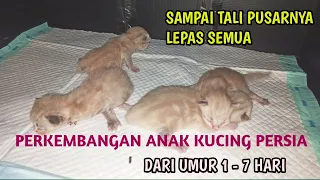 Perkembangan Anak Kucing Dari Umur 1 hari sampai Lepas Tali Pusar