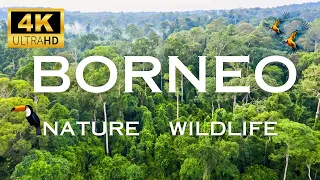 BORNEO -4K (60FPS) ULTRA HD - Scenic Film With Cinematic Sounds