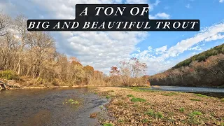 Bring the BIGGEST NET you got b/c there's a TON of BIG and BEAUTIFUL trout in this stream!