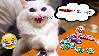 Я РЖАЛ ПОЛ ЧАСА!😂 СМЕШНЫЕ ЖИВОТНЫЕ!🙀 ПОПРОБУЙ НЕ ЗАСМЕЙСЯ!👀