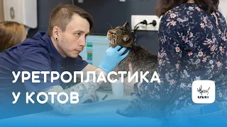 Уретропластика у котов