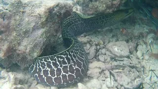 Undulated Moray Eels