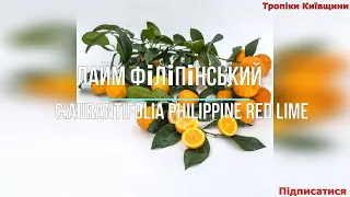 Лайм Філіппінський "C.aurantifolia Philippine Red Lime"