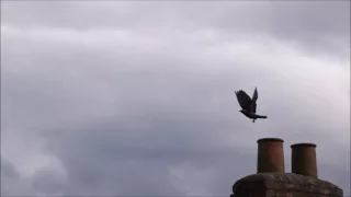 Slow Motion Video Bird in Flight - Slow Mo Sony RX10 III 1000FPS