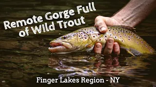 Hiked into a Remote Gorge Filled with Wild Trout!!   NY Finger Lakes Region