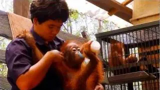 Friends of Orangutan Lepasliarkan 6 Ekor Orangutan