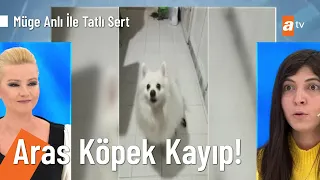 23 Şubat'ta kaçırılan Aras Köpek aranıyor - @MugeAnliatv  26 Şubat 2021