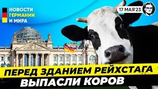 Коровье пастбище напротив РЕЙХСТАГА! Что там произошло? Новости Германии Миша Бур