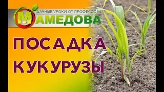 Посадка кукурузы.