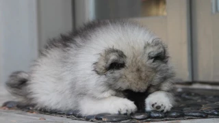 8 Week Old Keeshond Puppy Comes Home for the First Time