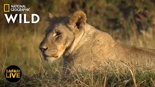 Safari Live - Day 273 | Nat Geo Wild