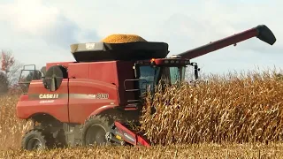 Corn Harvest 2023 | Case IH Axial-Flow 8120 Combine Harvesting Corn | Ontario, Canada