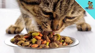 THAT Is Why Dry Food Is UNHEALTHY For Cats! (DO NOT Feed)