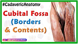 Cubital Fossa || Usmle Cadaveric Anatomy - Boundaries and Contents