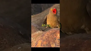 The Amazing Oxpecker: Nature's Spa and Dark Side Revealed!