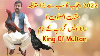 Punjab big match Multan Aseel Rana Awais group win#multanpets #multanaseel#aseelmurgalover