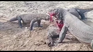 komodo attack, baby bufalo alive