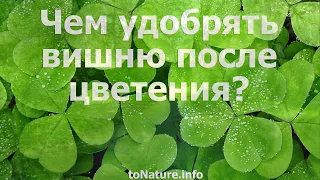 Чем удобрять вишню после цветения?