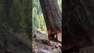 felling a giant tree 🌲