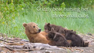 Grizzly bear nursing her three cubs. Katmai, Alaska