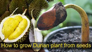 How To Grow Durian Plant From Seeds easily at home