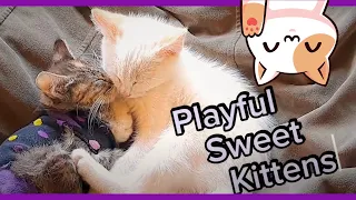 Fun Sweet Kitten Clips and a Tiny Manx Cat in a Diaper...