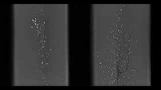 Sporting Lead-Free X Ray Lead vs. Non-lead