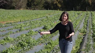 Strawberry Bed Preparation and Planting with Kirstin Yogg