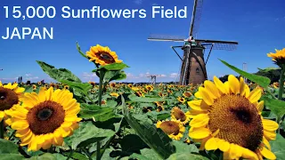 【JAPAN】4K Walk in Sunflower field near Tokyo. Flower landscape in July and August　JAPAN TRAVEL Vlog